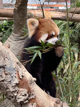 神戸どうぶつ王国に投稿された画像（2023/2/12）