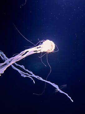 サンシャイン水族館に投稿された画像（2023/2/12）