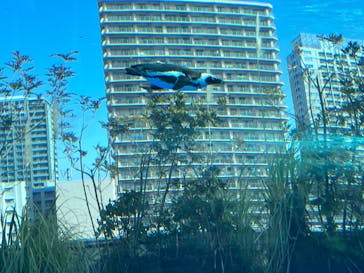 サンシャイン水族館に投稿された画像（2023/2/12）
