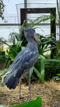 神戸どうぶつ王国に投稿された画像（2023/2/12）