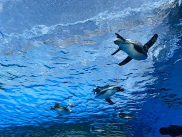 サンシャイン水族館に投稿された画像（2023/2/12）