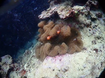 ブルーラグーン石垣島に投稿された画像（2023/2/12）