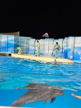 新江ノ島水族館に投稿された画像（2023/2/12）
