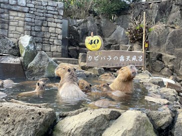 伊豆シャボテン動物公園に投稿された画像（2023/2/12）