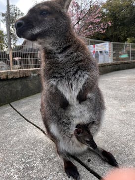 伊豆アニマルキングダムに投稿された画像（2023/2/12）