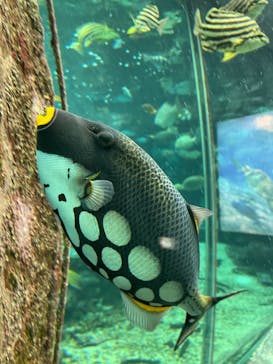 串本海中公園水族館に投稿された画像（2023/2/12）