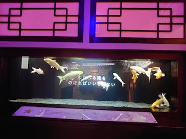 横浜開運水族館 フォーチュンアクアリウムに投稿された画像（2023/2/12）