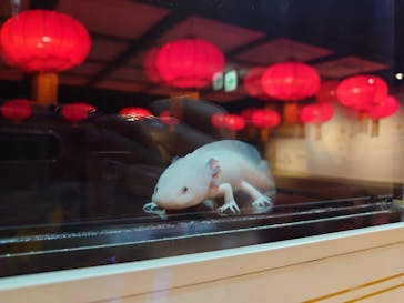 横浜開運水族館 フォーチュンアクアリウムに投稿された画像（2023/2/12）