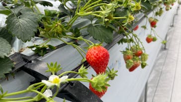 (株)みどりやファームに投稿された画像（2023/2/12）