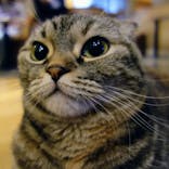 猫カフェモカ　新宿店に投稿された画像（2023/2/12）