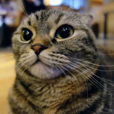 猫カフェモカ　新宿店に投稿された画像（2023/2/12）