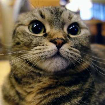 猫カフェモカ　新宿店に投稿された画像（2023/2/12）