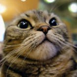 猫カフェモカ　新宿店に投稿された画像（2023/2/12）