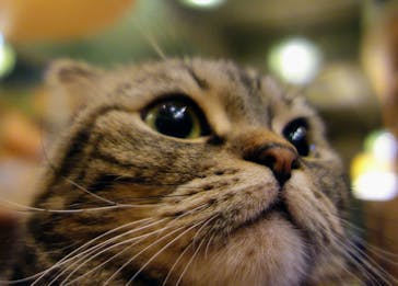 猫カフェモカ　新宿店に投稿された画像（2023/2/12）