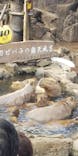 伊豆シャボテン動物公園に投稿された画像（2023/2/12）