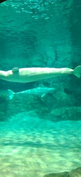 名古屋港水族館に投稿された画像（2023/2/12）