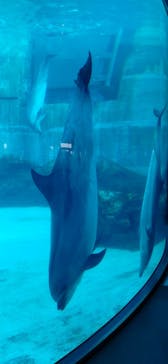 名古屋港水族館に投稿された画像（2023/2/12）