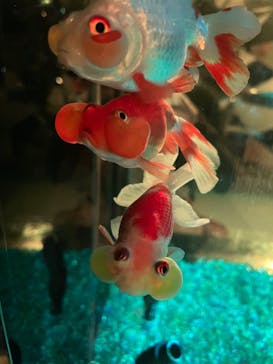 NARA KINGYO MUSEUMに投稿された画像（2023/2/12）