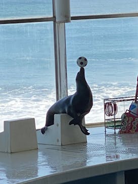 アクアワールド茨城県大洗水族館に投稿された画像（2023/2/12）