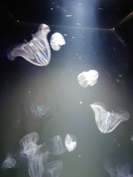 九十九島水族館海きららに投稿された画像（2023/2/12）