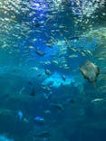 新江ノ島水族館に投稿された画像（2023/2/12）