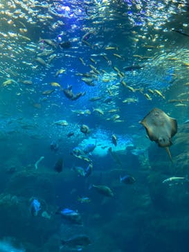 新江ノ島水族館に投稿された画像（2023/2/12）