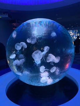 新江ノ島水族館に投稿された画像（2023/2/12）