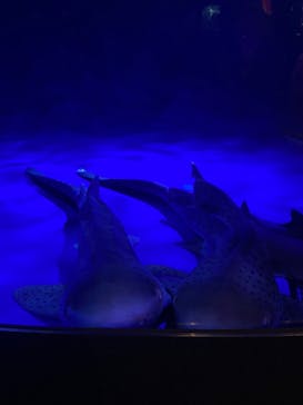 新江ノ島水族館に投稿された画像（2023/2/12）