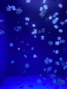 新江ノ島水族館に投稿された画像（2023/2/12）