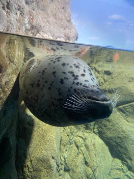 新江ノ島水族館に投稿された画像（2023/2/12）