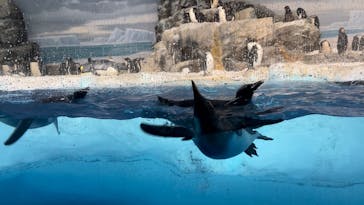 名古屋港水族館に投稿された画像（2023/2/12）