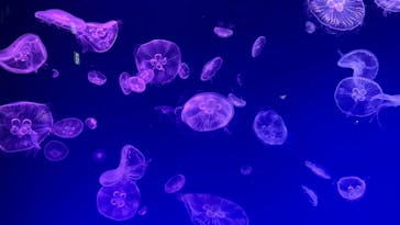 名古屋港水族館に投稿された画像（2023/2/12）