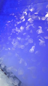 アクアワールド茨城県大洗水族館に投稿された画像（2023/2/12）