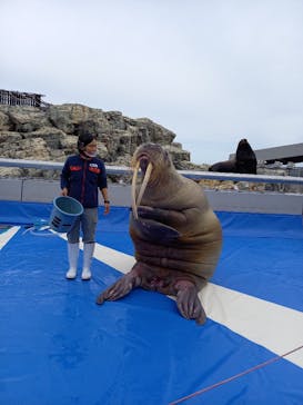 大分マリーンパレス水族館 「うみたまご」に投稿された画像（2023/2/11）