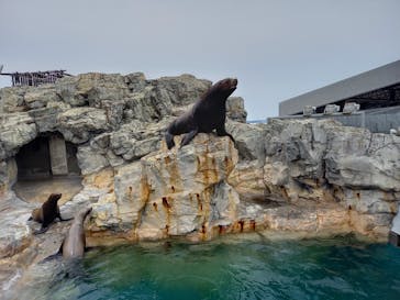 大分マリーンパレス水族館 「うみたまご」に投稿された画像（2023/2/11）