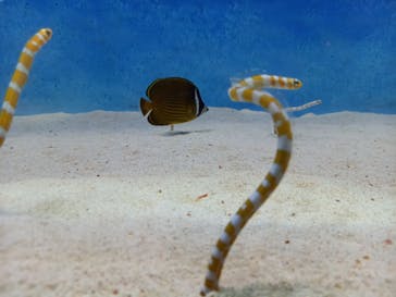 大分マリーンパレス水族館 「うみたまご」に投稿された画像（2023/2/11）
