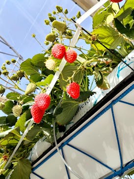 井上寅雄農園に投稿された画像（2023/2/13）