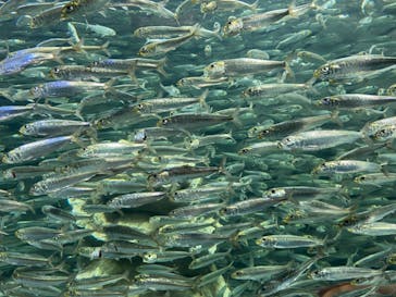 サンシャイン水族館に投稿された画像（2023/2/13）