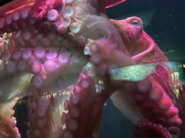 サンシャイン水族館に投稿された画像（2023/2/13）