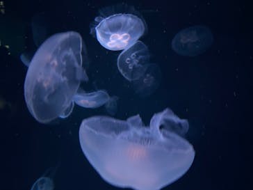 サンシャイン水族館に投稿された画像（2023/2/13）