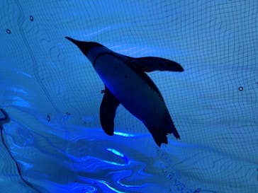 サンシャイン水族館に投稿された画像（2023/2/13）