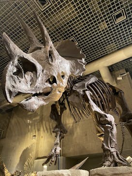 国立科学博物館に投稿された画像（2023/2/13）