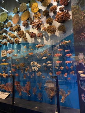 国立科学博物館に投稿された画像（2023/2/13）