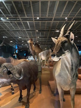 国立科学博物館に投稿された画像（2023/2/13）