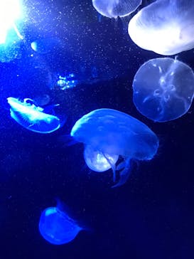 サンシャイン水族館に投稿された画像（2023/2/13）