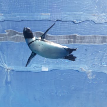 サンシャイン水族館に投稿された画像（2023/2/13）