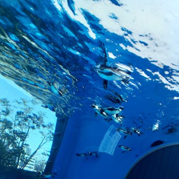 サンシャイン水族館に投稿された画像（2023/2/13）