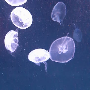 サンシャイン水族館に投稿された画像（2023/2/13）