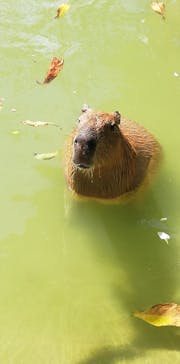 美らヤシパークオキナワ・東南植物楽園に投稿された画像（2023/2/13）