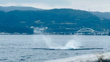 マリンショップ マーメイドに投稿された画像（2023/2/13）